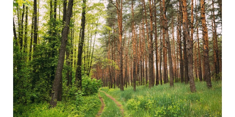 Apostamos por un mundo más verde, pon tu granito de arena